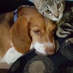 Diagnóstico da dermatofitose em cães e gatos
